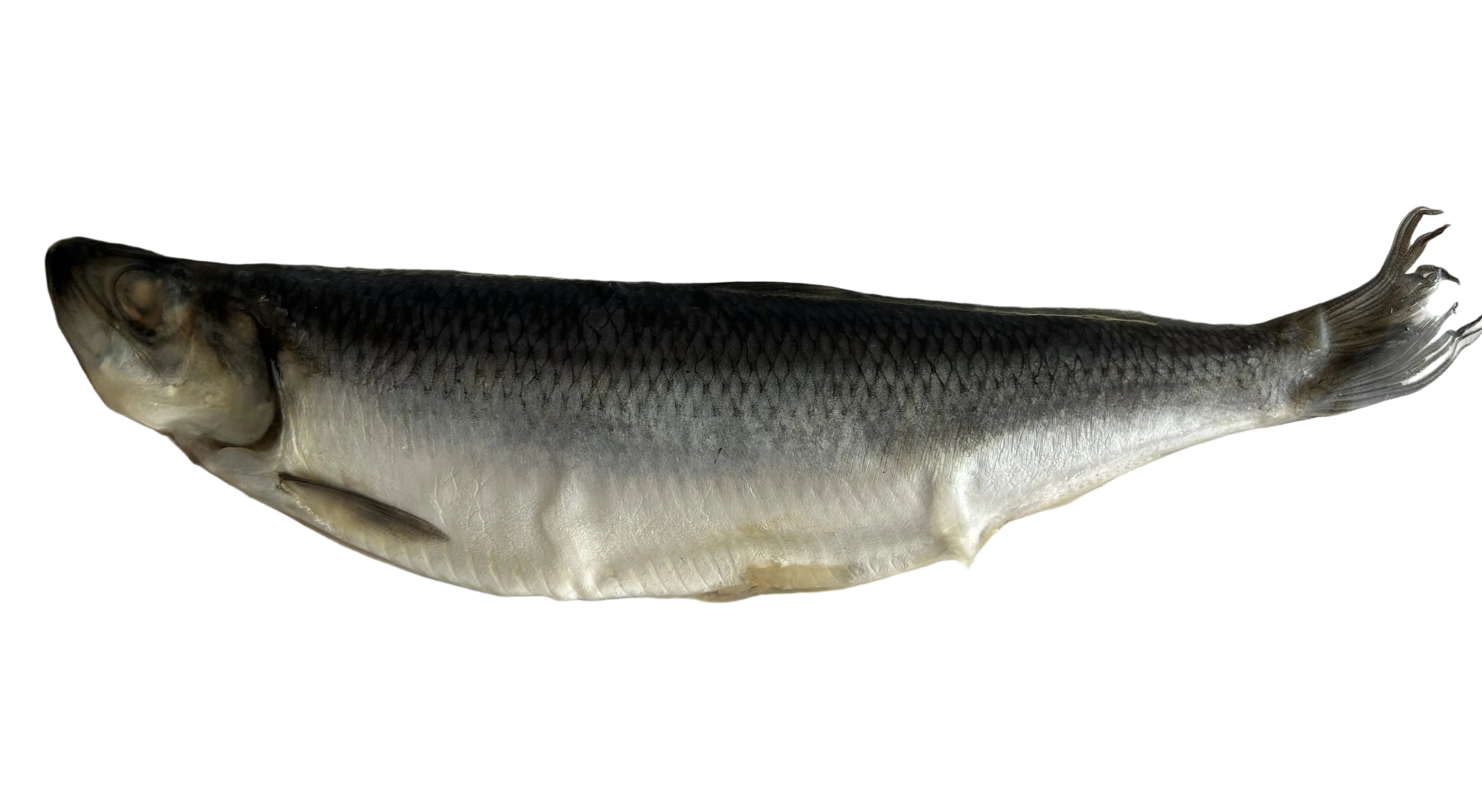 Brined Herring - Whole