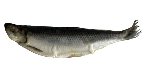 Brined Herring - Whole