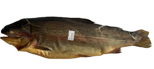 Rainbow Trout - Cold Smoked